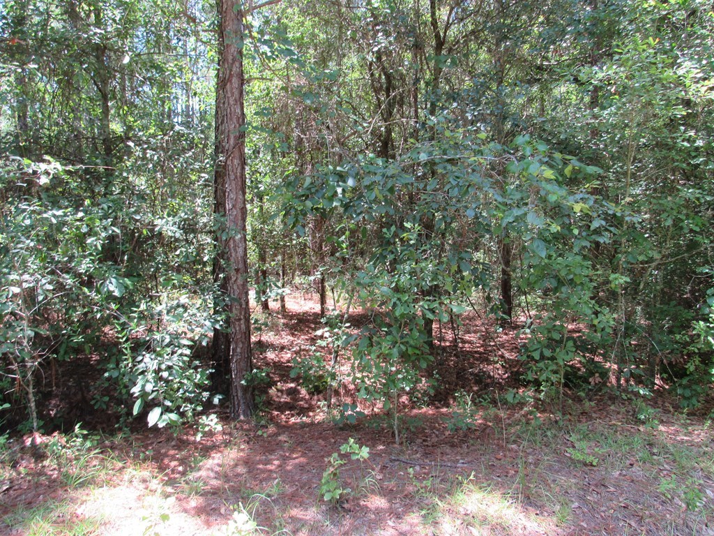 00 McGinty Rd, Moultrie, Georgia 31768, ,Residential lot,For Sale,McGinty Rd,912660