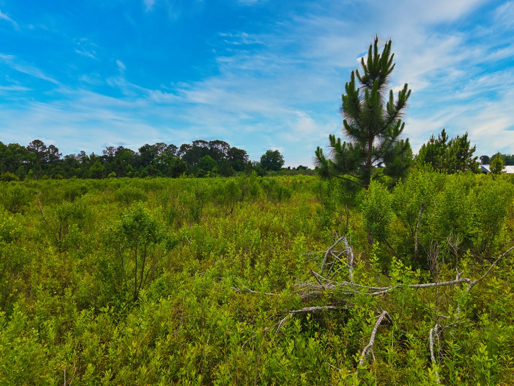 0 George Flowers, Norman Park, Georgia 31771, ,Farm (20 Or More Acres) - Land,For Sale,George Flowers,912810