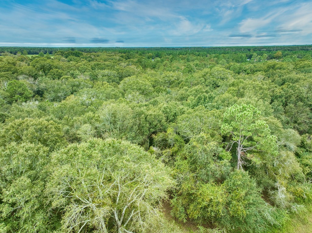 0 Mark Orton Lane, Moultrie, Georgia 31771, ,Acreage,For Sale,Mark Orton Lane,912925