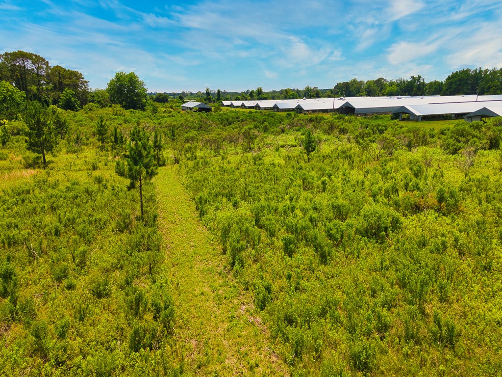 0 George Flowers, Norman Park, Georgia 31771, ,Farm (20 Or More Acres) - Land,For Sale,George Flowers,912987