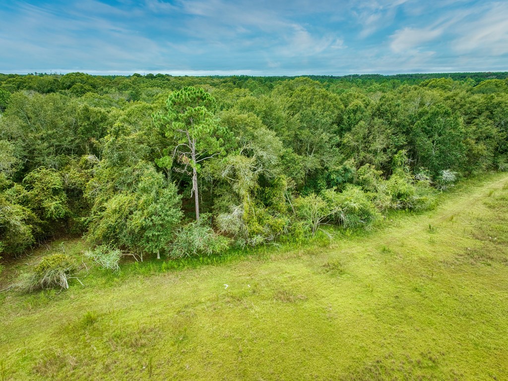 0 Mark Orton Lane, Moultrie, Georgia 31771, ,Acreage,For Sale,Mark Orton Lane,913452