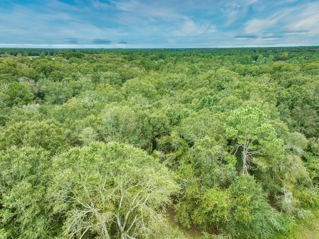 0 Mark Orton Lane, Moultrie, Georgia 31771, ,Acreage,For Sale,Mark Orton Lane,913452