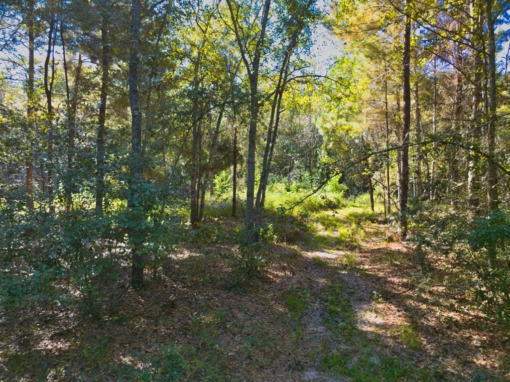 0 Georgia Highway 33 South, Moultrie, Georgia 31788, ,Acreage,For Sale,Georgia Highway 33 South,913496