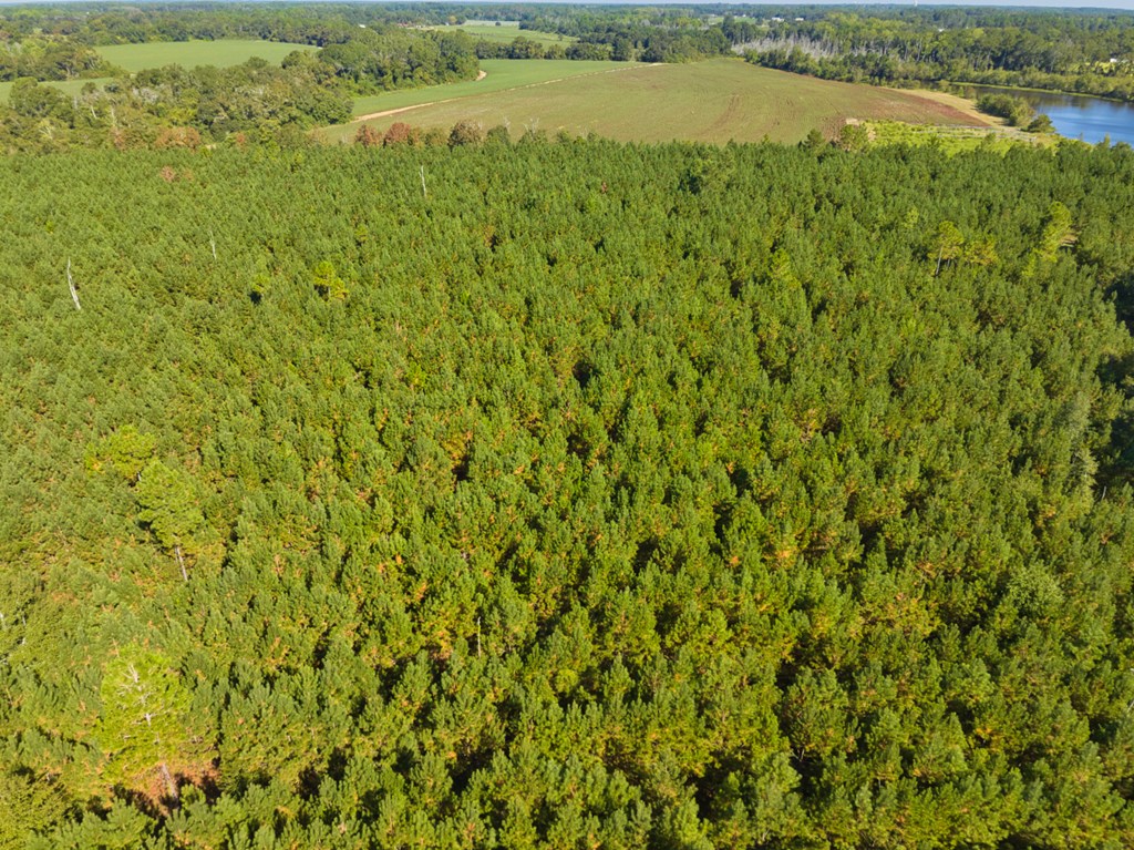 0 Georgia Highway 33 South, Moultrie, Georgia 31788, ,Acreage,For Sale,Georgia Highway 33 South,913496